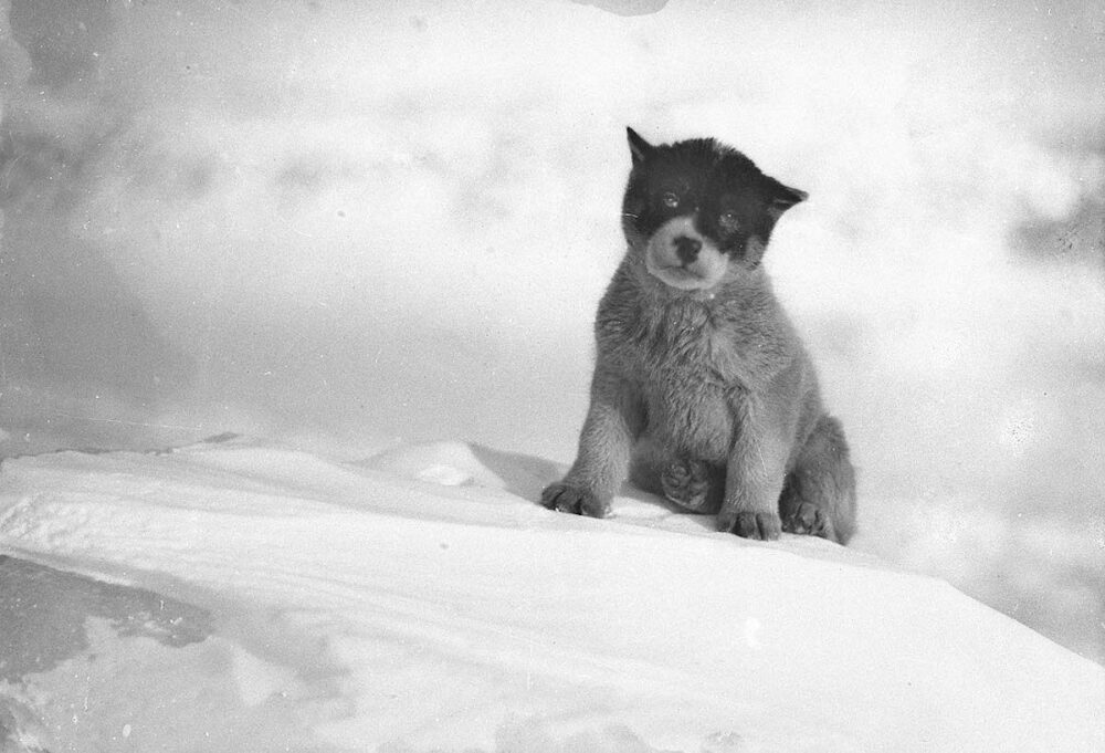 The First Australasian Antarctic Expedition in Photos