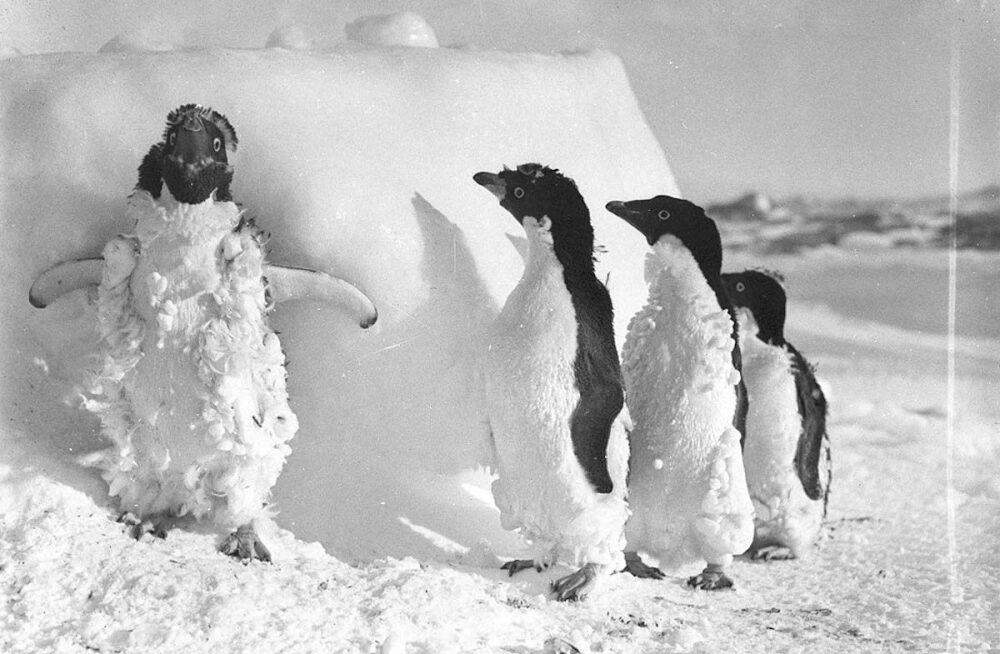 The First Australasian Antarctic Expedition in Photos