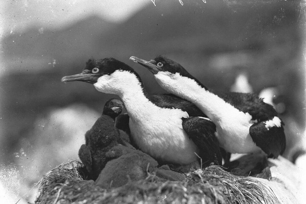 The First Australasian Antarctic Expedition in Photos