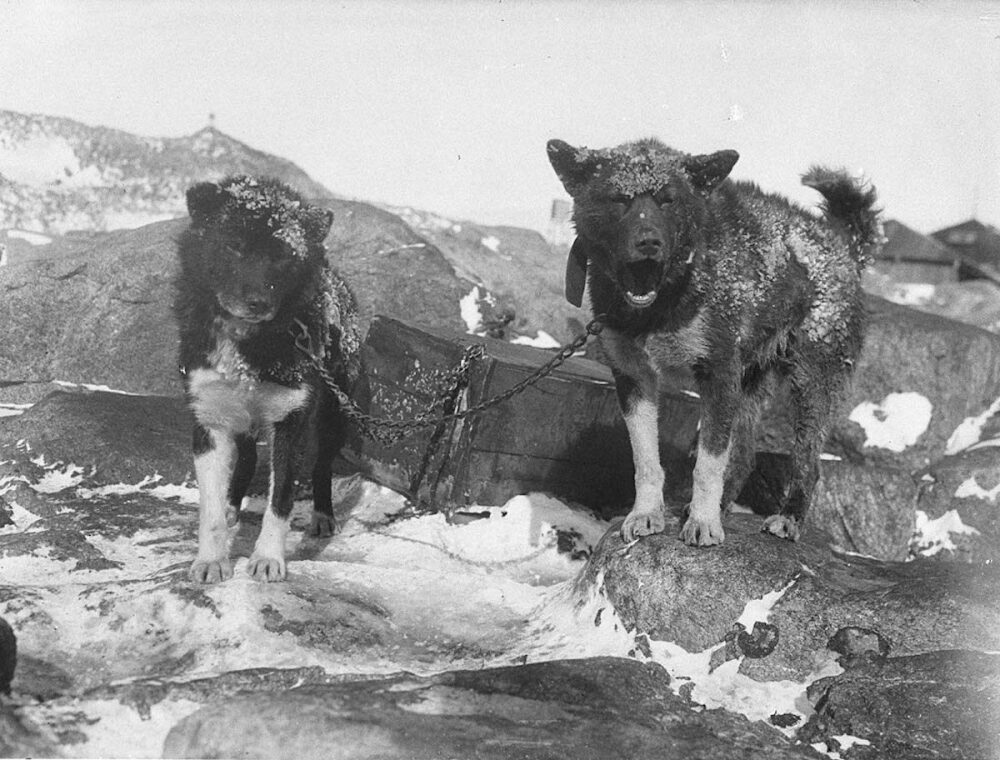 The First Australasian Antarctic Expedition in Photos