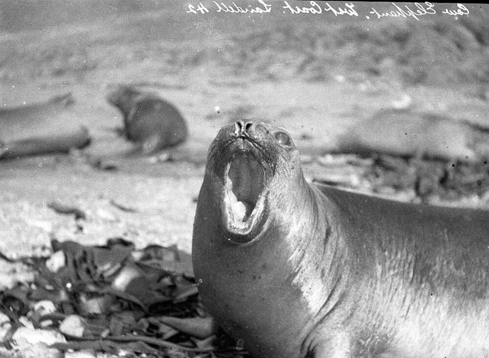 The First Australasian Antarctic Expedition in Photos
