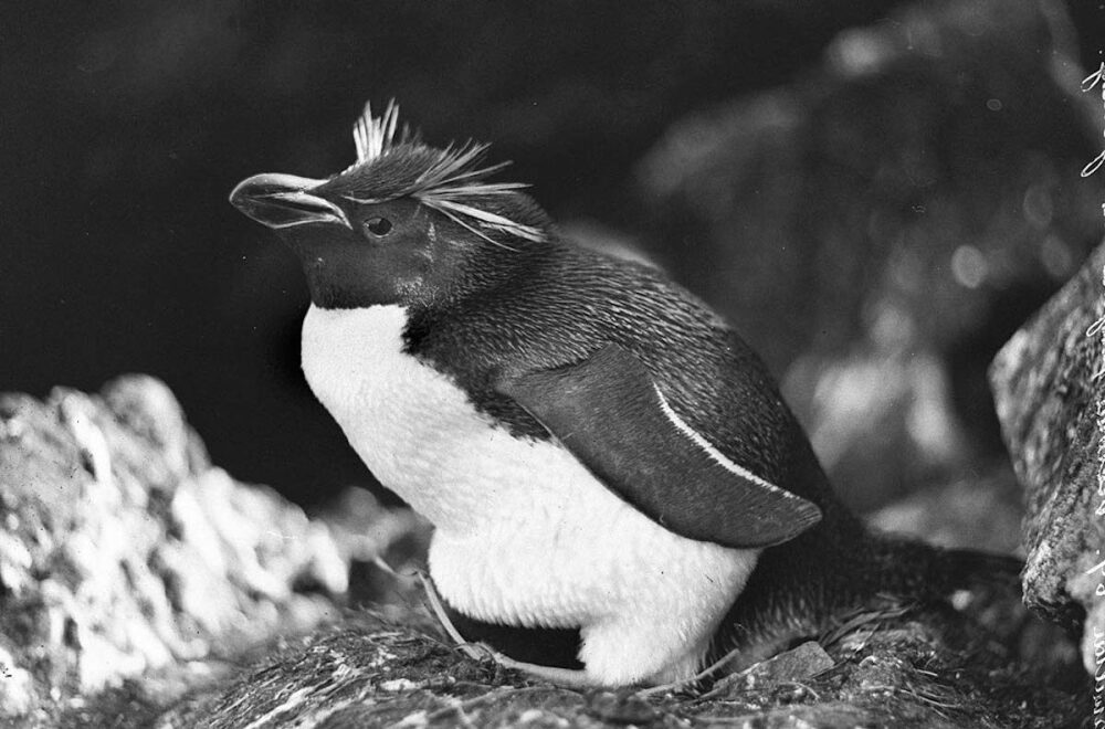 The First Australasian Antarctic Expedition in Photos