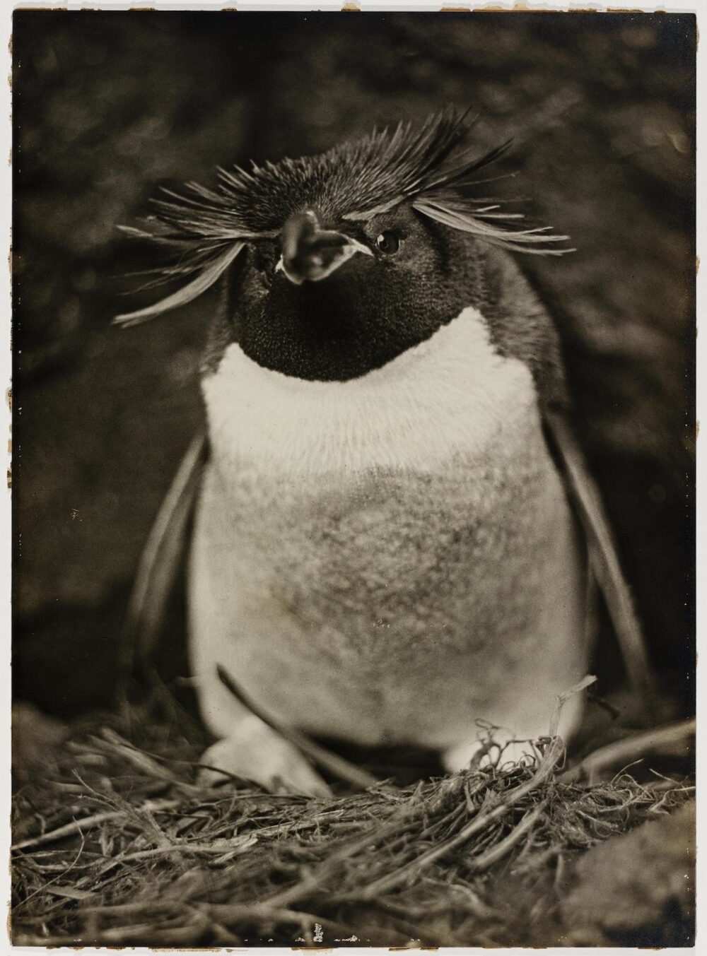 The First Australasian Antarctic Expedition in Photos