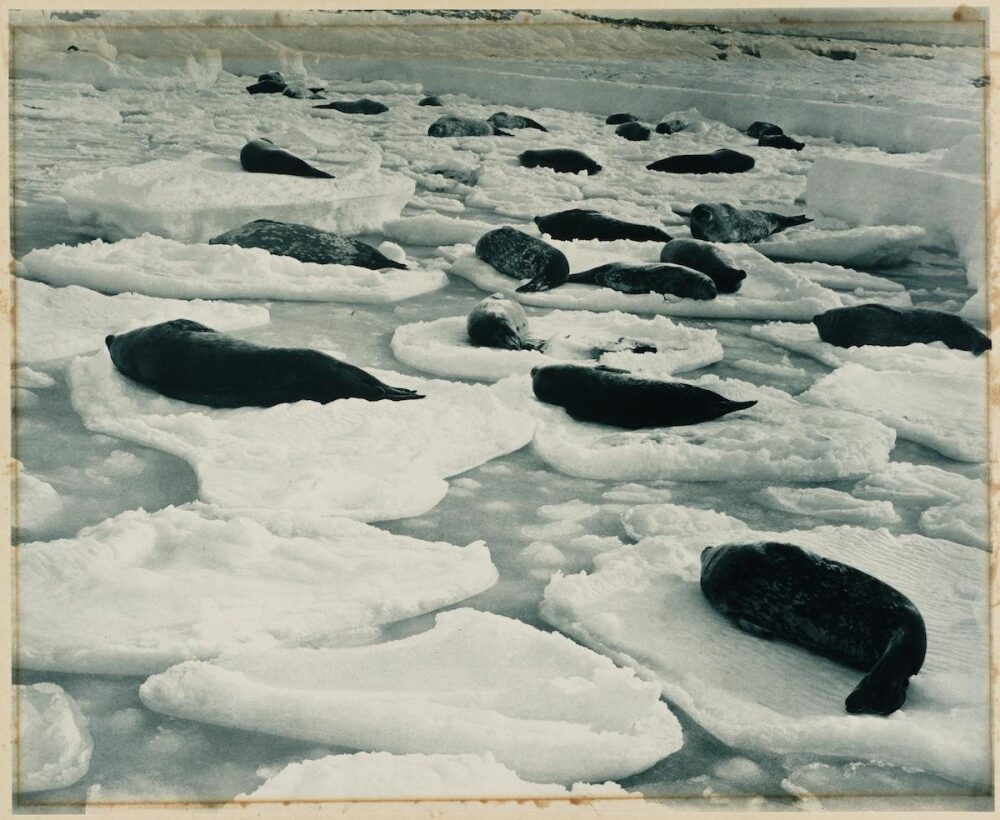 The First Australasian Antarctic Expedition in Photos