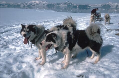 Warum gibt es keine Hunde in der Antarktis?