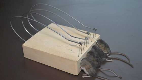 Mousetrap Monday: Un canal que muestra en funcionamiento las trampas para ratones de hace 400 años