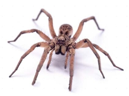Spiders Could Eat Every Human on Earth in a Year (Theoretically...)