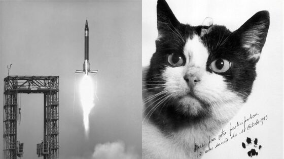 Félicette: The First Cat in Outer Space