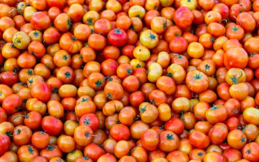 This Machine Separates Green and Red Tomatoes While Harvesting: How Does It Work?