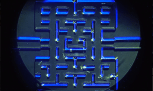 Mikroskopisches Pac-Man: Ein Pac-Man, gespielt von einzelligen Organismen
