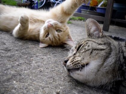 Waarom je kat doet wat hij doet, wetenschappelijk uitgelegd