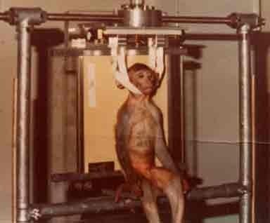Los monos rhesus son utilizados frecuentemente por los científicos.