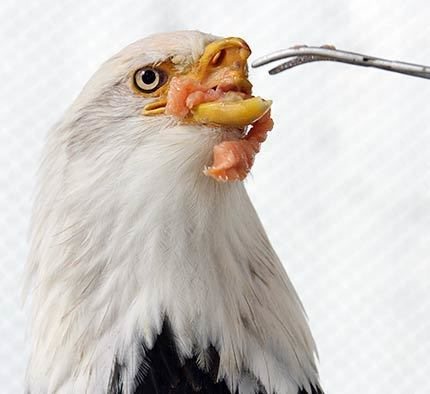 Sin pico, el ave no puede "masticar" su comida (carne)