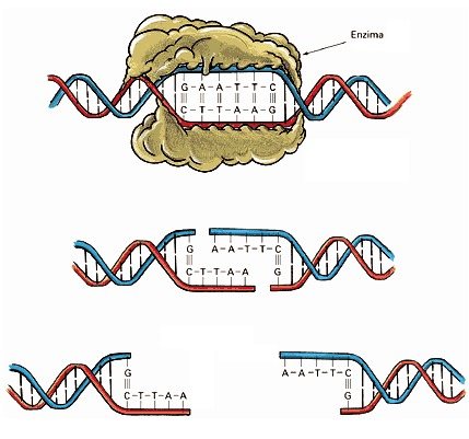Una enzima "cortando" ADN.