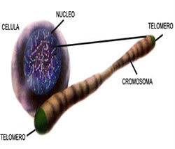 Los telómeros pueden ser la llave de la inmortalidad
