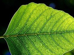 La fotosíntesis es la base de la vida en nuestro planeta.