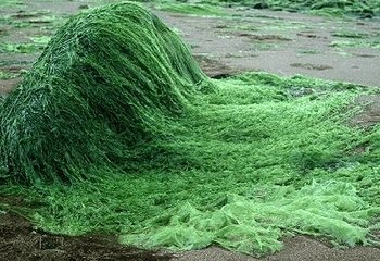 El polvo de alga se usará para fabricar caucho