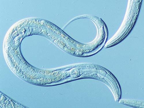 Caenorhabditis elegans: ¿el mejor amigo del hombre?