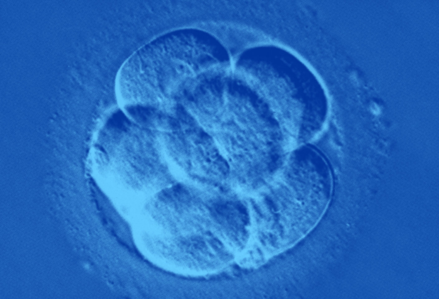 Un embrión son solo unas pocas células