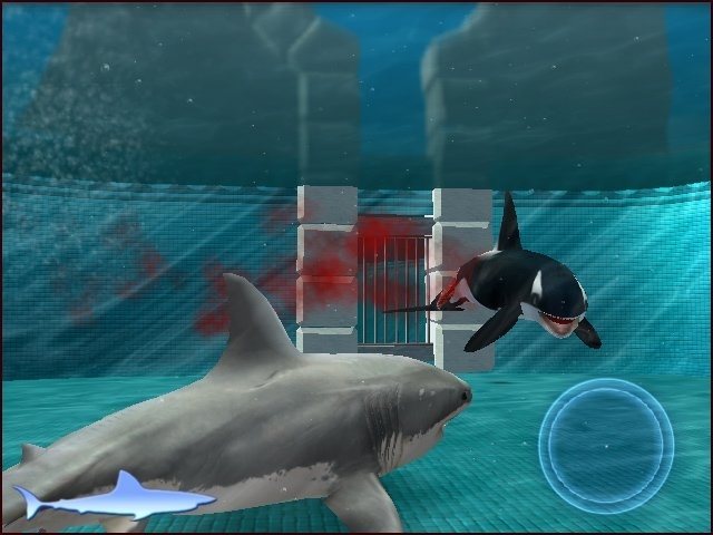 Ni las ballenas ni las orcas se salvan de los afilados dientes de Tiburón