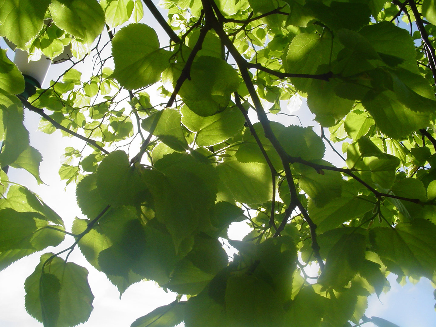 Las hojas verdes atrapan el CO2