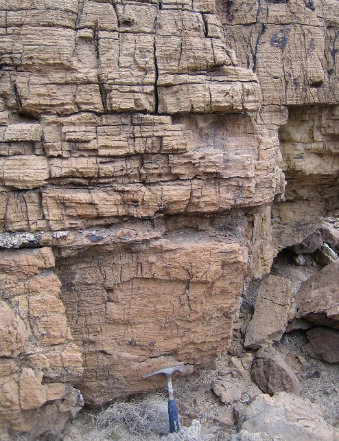 Dejan rastros fósiles en los estratos geológicos