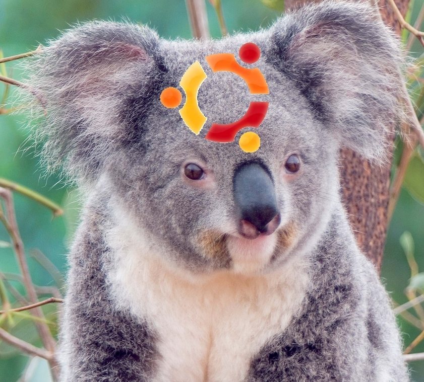 Koala Kármico, según NeoTeo