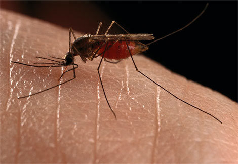 Los mosquitos son mucho más letales de lo que aparentan.