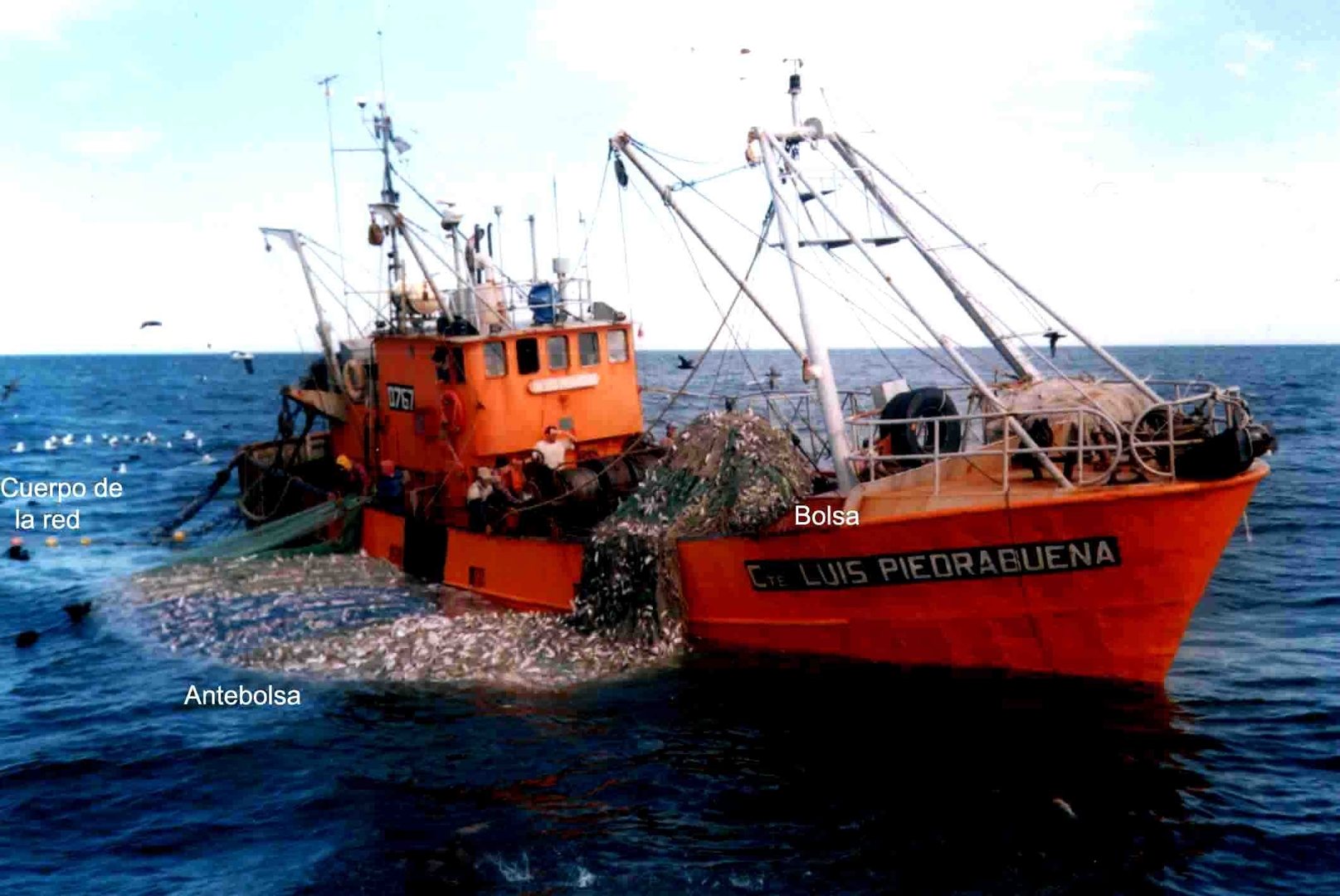 Un tercio de los océanos del mundo deberían cerrarse a la pesca ya mismo.