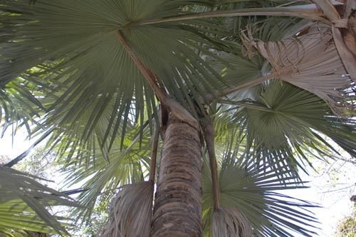 La Tahina spectablilis suele denominarse "palmera suicida".
