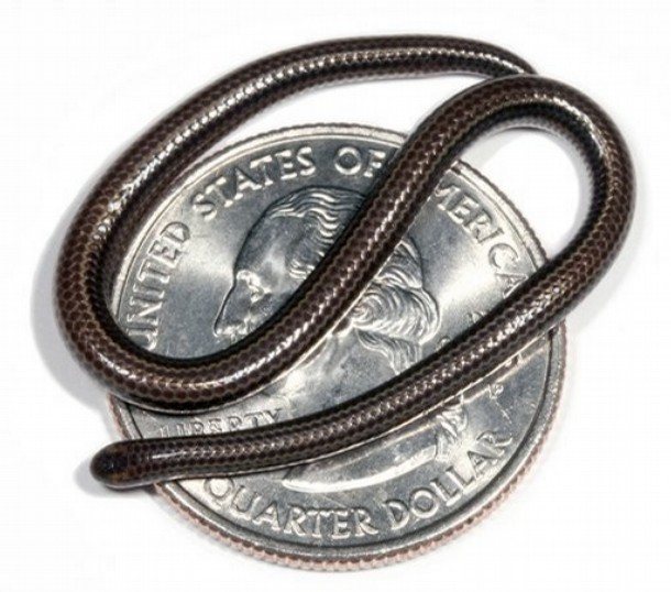 La “Leptotyphlops” es la serpiente más pequeña del mundo.