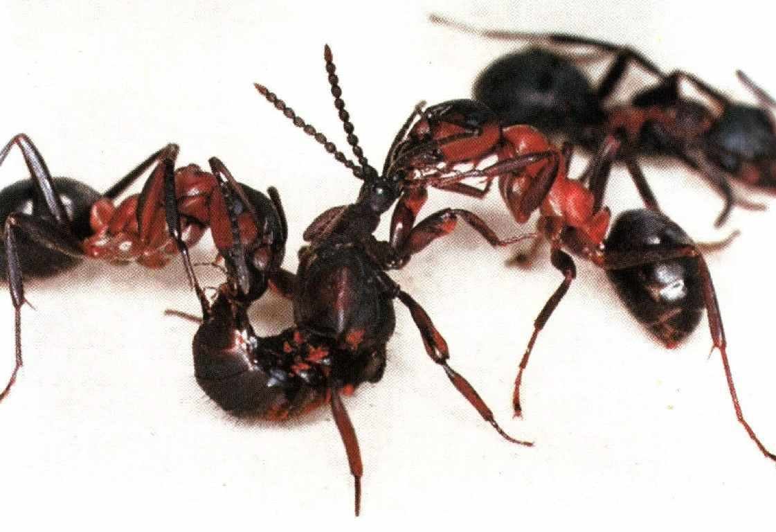 El ácido fórmico está presente en los aguijones de las hormigas.
