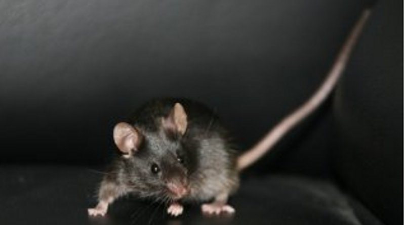 Los especialistas, categóricos: "por ahora, se trabaja solamente con ratones."