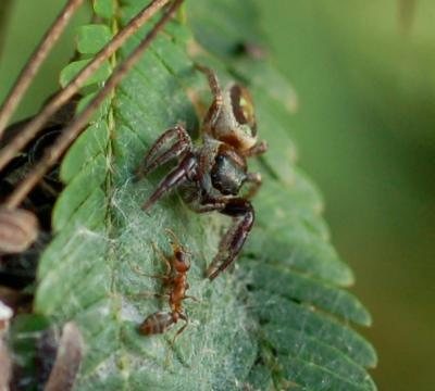 A las hormigas no les cae simpático que coma la planta que tanto trabajan por cuidar.