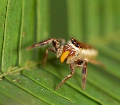 Éste tipo de arañas son los únicos que buscan plantas como primer fuente de alimento.