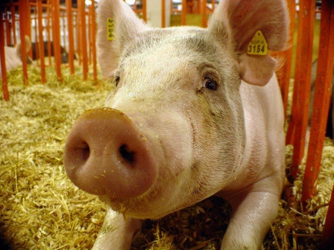 Es posible mantener “semivivos” a algunos cerdos luego de ser desangrados.