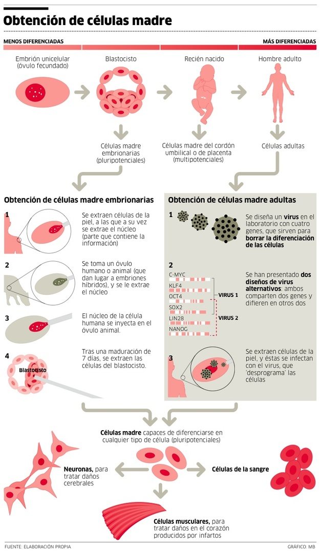 Obtención de células madre