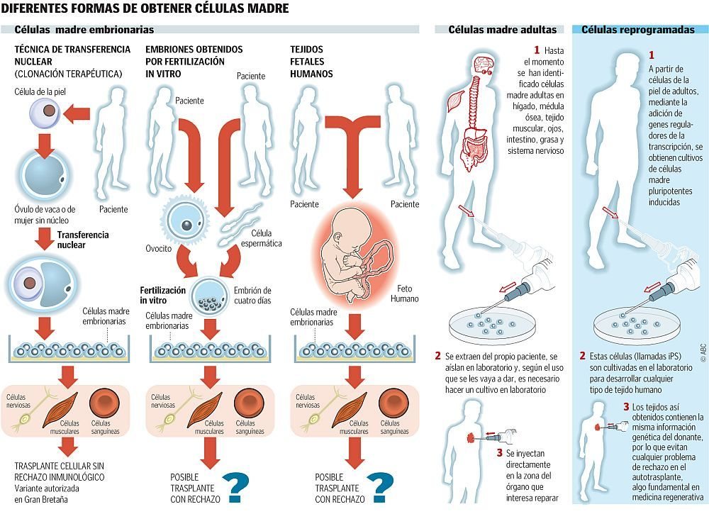 Diferentes formas de obtener células madre