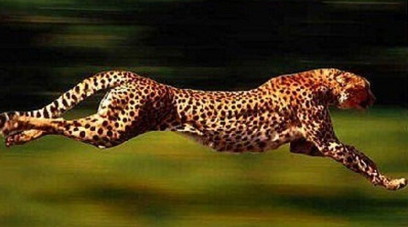 Un guepardo puede correr a más de 110 kilómetros por hora.
