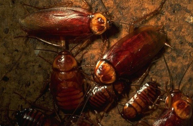 Cucarachas: un dispositivo las convierte en detectores de radiación vivientes.