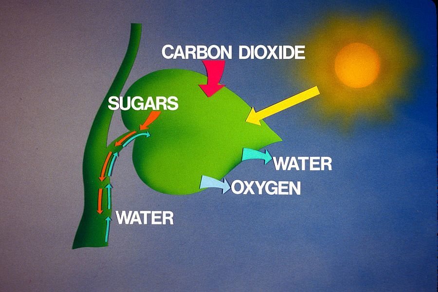 La fotosíntesis absorbe el dióxido de carbono y lo devuelve como agua y oxígeno