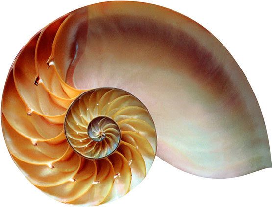 Se encuentra en las espiraless del interior de los caracoles como el nautilus.