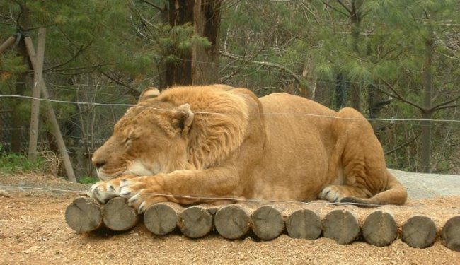 Si son machos, desarrollan una melena muy parecida a la de los leones.