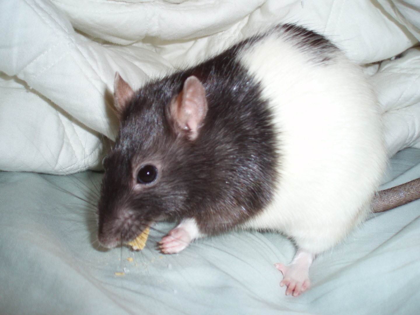 Al modificarles el gen RGS14, las ratas se volvieron mucho más inteligentes.