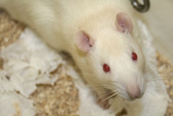 Los ratones que recibieron los aminoácidos vivieron un doce por ciento más