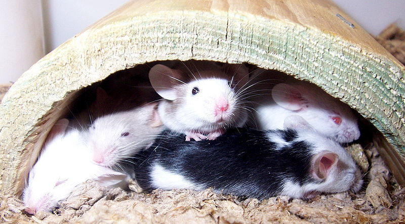 La terapia es capaz de revertir el envejecimiento en ratones.(Wikipedia/Polarqueen)