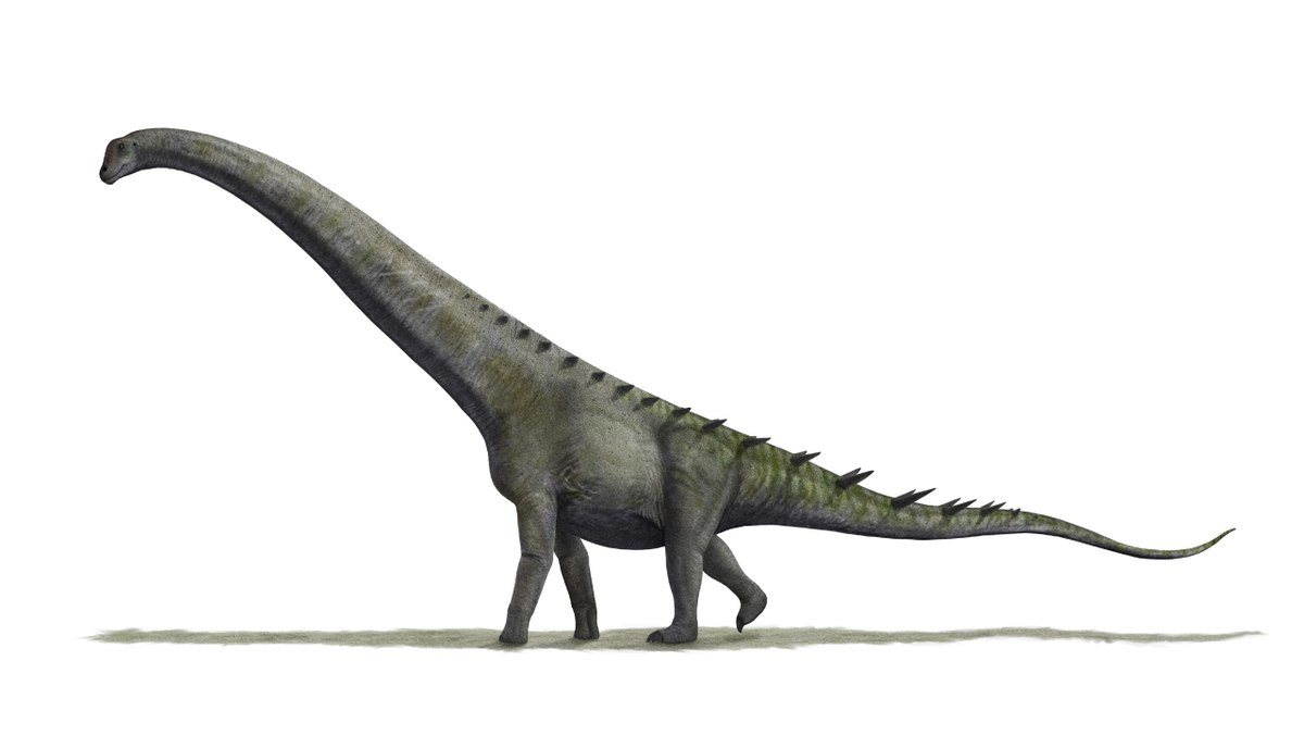 Futalognkosaurus Dukei
