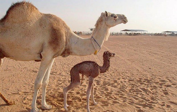 Injaz, el camello clonado, a los seis años