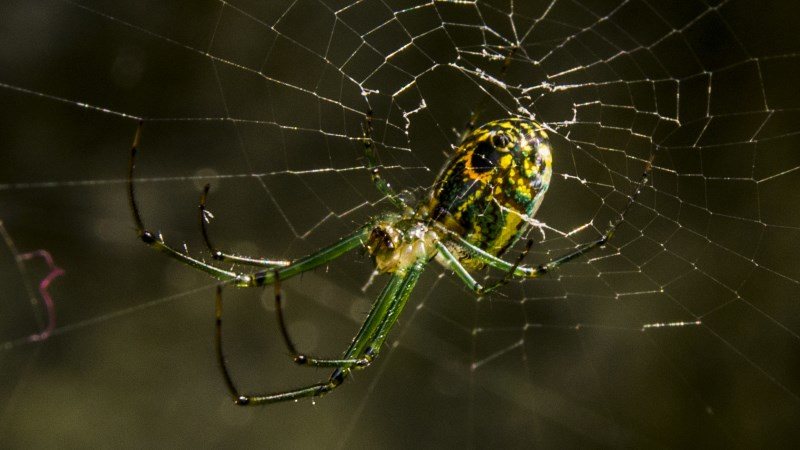 Las arañas más bellas del mundo