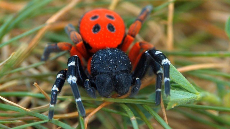 Las arañas más bellas del mundo